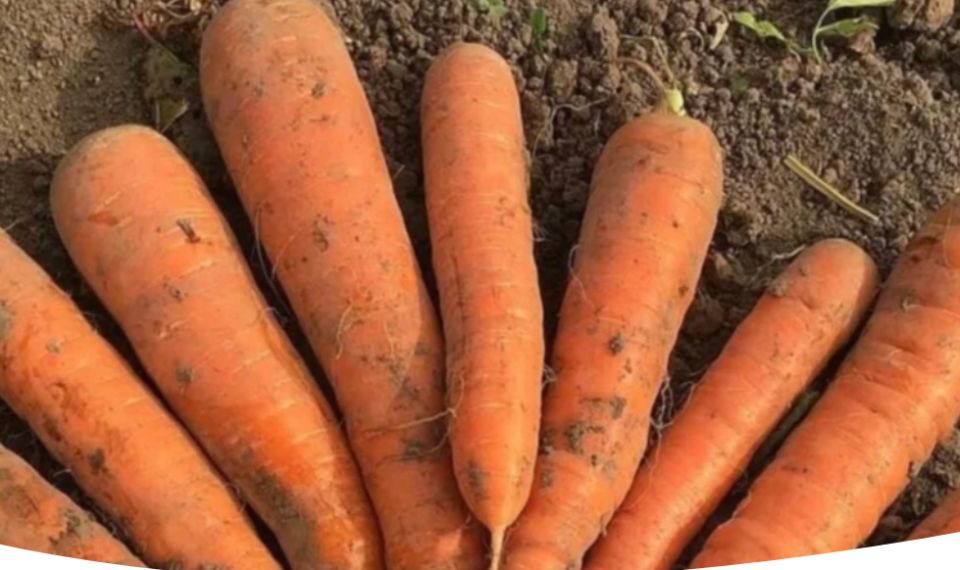 ����������� ������� � �������� ������: ����������� � �������