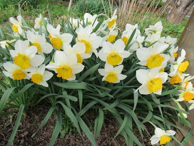 Оптимальные сроки пересадки нарциссов: когда и почему это важно