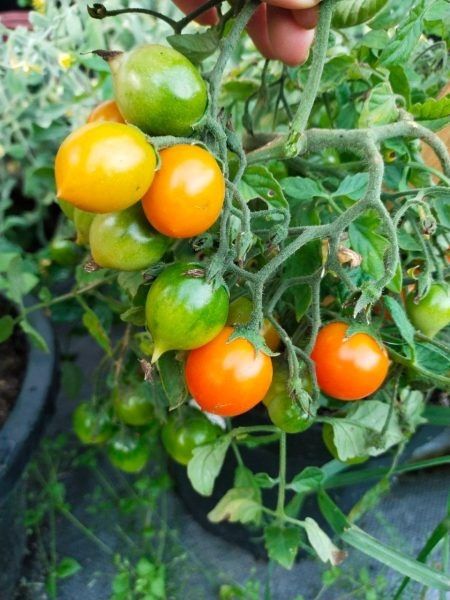 Томат Пендулина оранжевая: экзотическая ампельная гармония на вашем столе