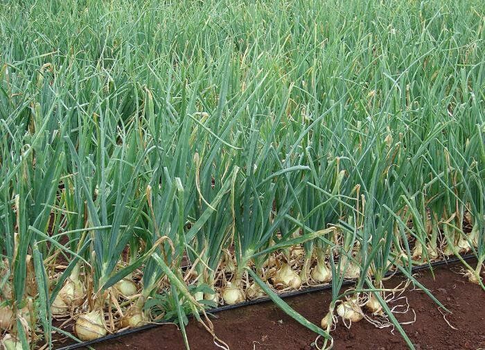 ������� � ��������� ����������� ��������� ����