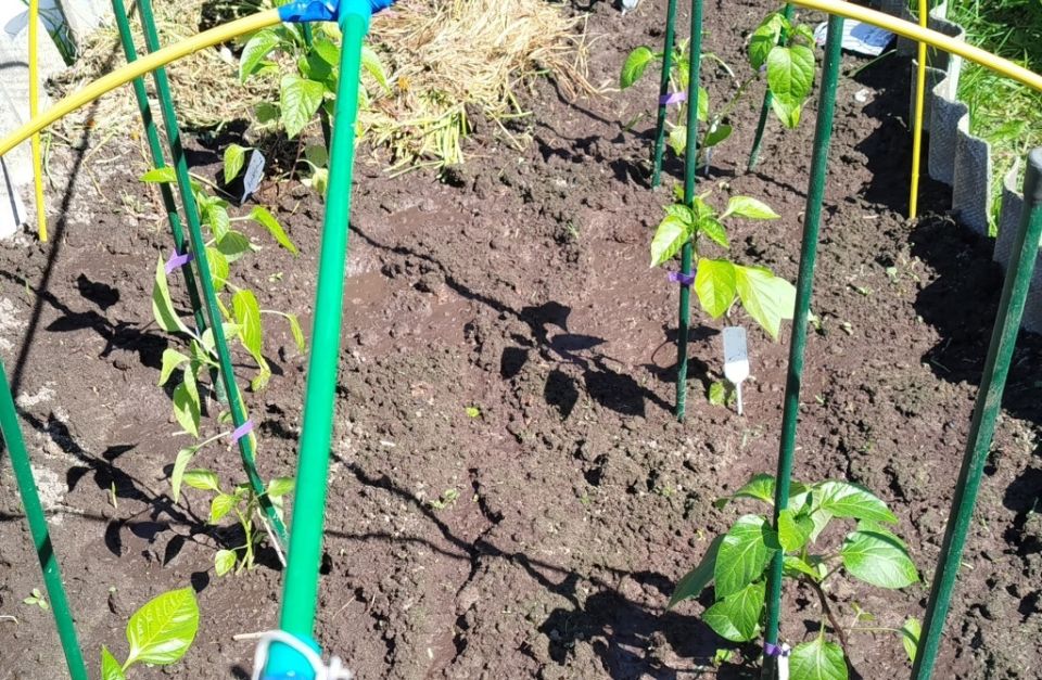 Летние заботы: что нужно сделать в саду в июне