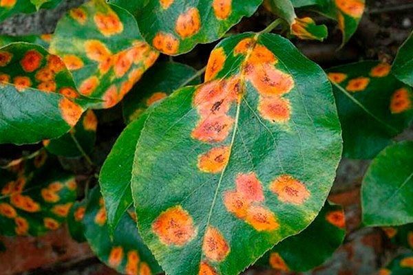 Почему у сливы скручиваются или желтеют листья и как решить проблему