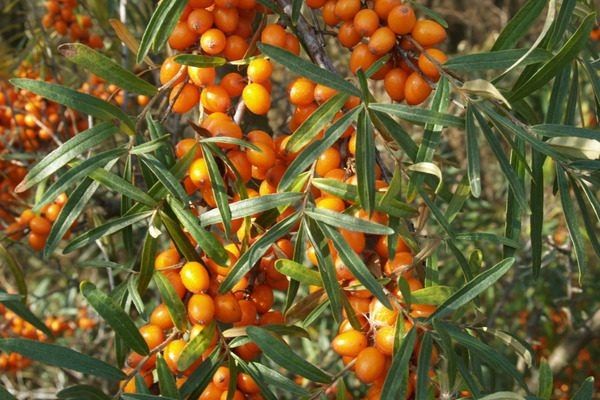 Облепиха Превосходная: спокойное объяснение выбору для дачного сада