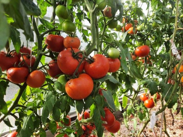 ��� ������� ������� ���������� ������ � ��������� ������� ������� ������