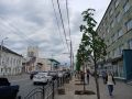 В Калуге семь больших лип высадили на улице Ленина
