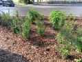 Калужане выкопали кустарник у памятника Чижевскому