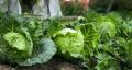 1 стакан на ведро — кочаны будут крепкими и хороши на вкус — мощная подкормка