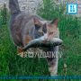 Котика-рыбака заметили в Тарусе