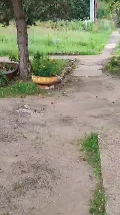     ..   .  