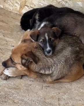     ?.  .        