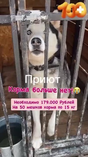 наи меня. Каждый день подопечные Скорой помощи для животных «100 хвостов» г. Калуга съедают десятки килограммов корма, ведь в приюте живут щенки, взрослые собаки, старички и особенные животные, которым нужен специальный...