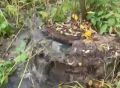 В калужской деревне канализация утекает в реку