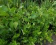 Планирование посадок в новом сезоне: искусство совмещения культур