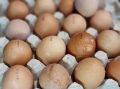 Биолог назвала самый полезный способ приготовления яиц