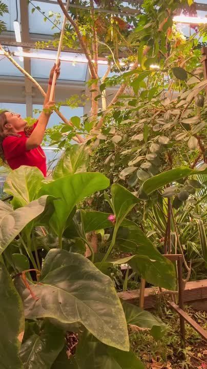 Папайю вырастили в школе Малоярославца