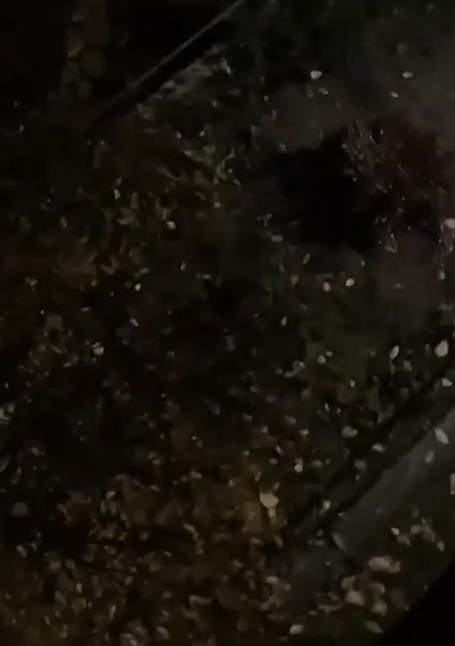 «Беги, догоняй! Машин уже сколько разбил!»