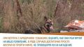 Калужанам напомнили, что делать при встрече с бездомными собаками