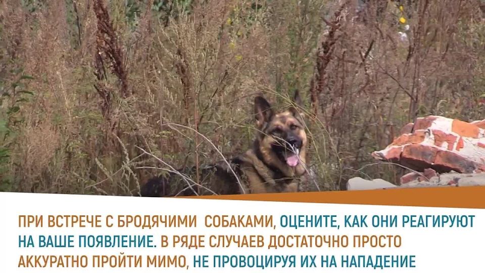 Калужанам напомнили, что делать при встрече с бездомными собаками