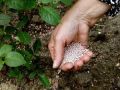 Весенний уход за розами: секреты успешного цветения
