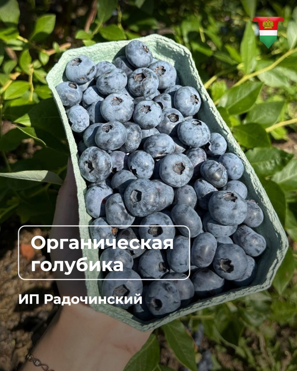 Калужская область - в лидерах России по производству органических продуктов Калужская область - в лидерах России по производству органических продуктов
