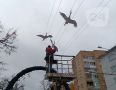 Белых журавлей отправили на зимовку
