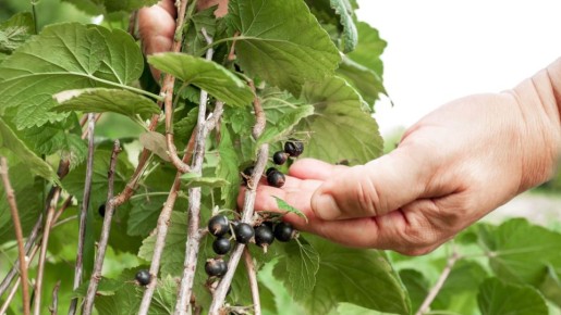 Смородина зачахнет на глазах: следите, чтобы рядом не было этого сорняка