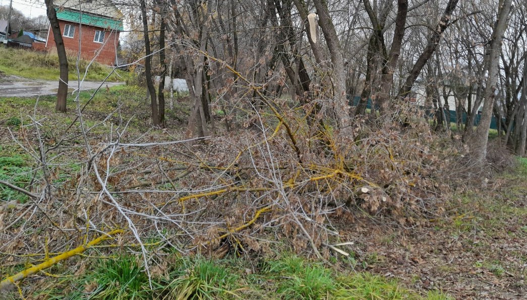 В калужской деревне оставили деревья лежать после опиловки В калужской деревне оставили деревья лежать после опиловки