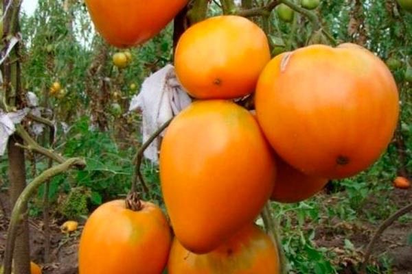 Томаты Золотое сердце: редкостная находка для дачников