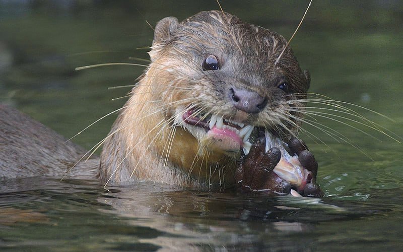 В «Калужских засеках» запечатлели выдру во всей своей красе