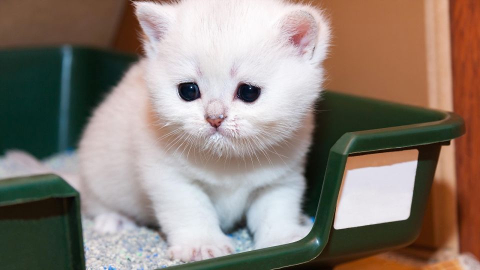 Наполнитель для лотка выбирайте только так: и вам меньше уборки, и кошка не заболеет