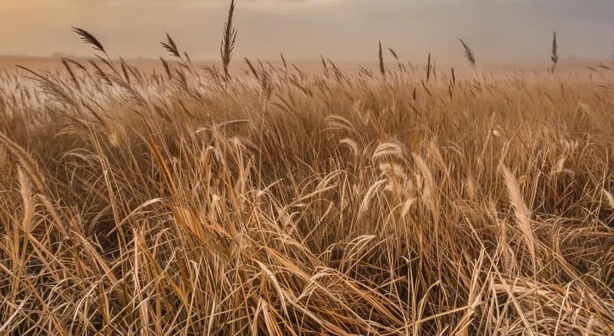 В калужском селе просят скосить траву