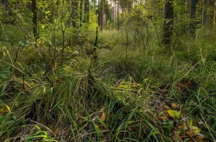 В Калужской области сельскохозяйственные земли заросли бурьяном