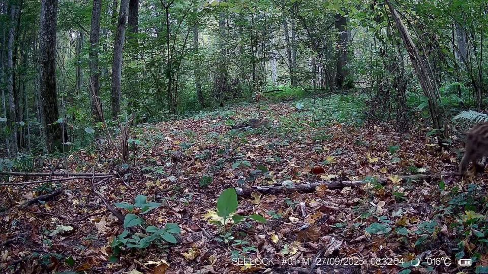 Семью кабанчиков заметили в калужском лесу