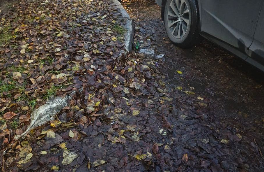 Калужанка попросила убрать листья с дороги