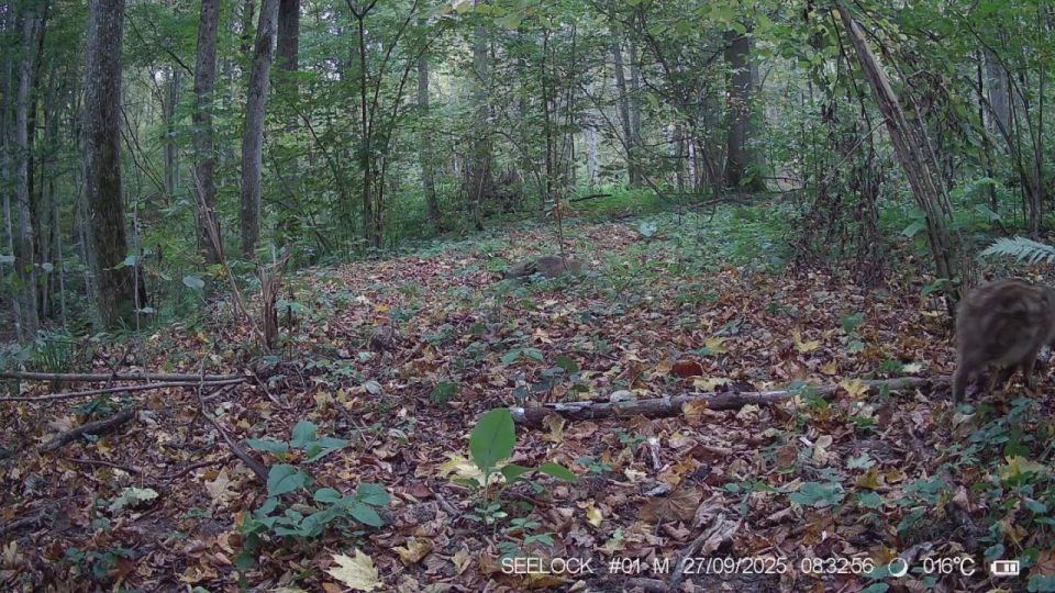 Больше 180 кабанов обитают в калужском заповеднике