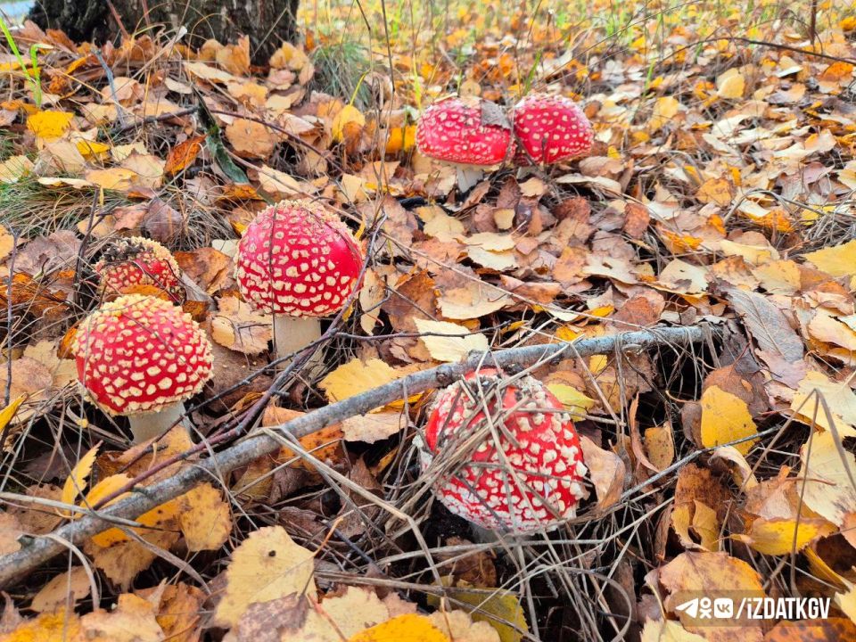 Красивые, но очень опасные, мухоморы из Перемышльского района