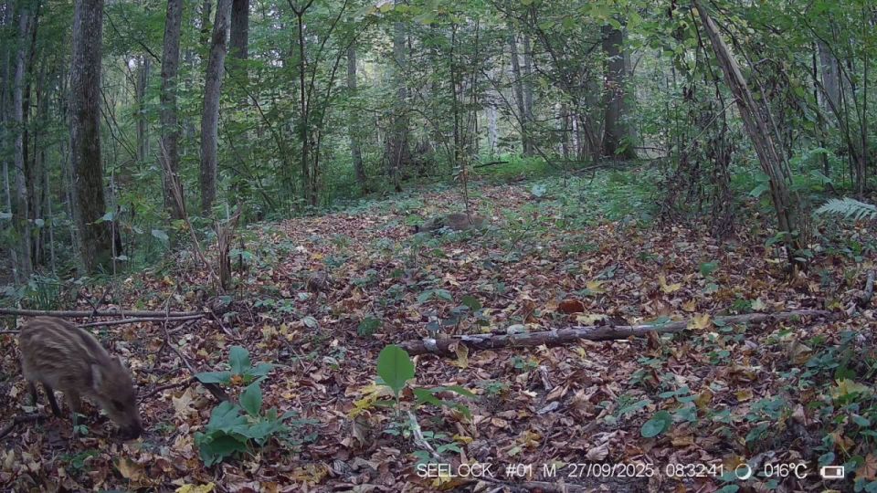 Лесные полосатики попались в фотоловушки заповедника «Калужские засеки»