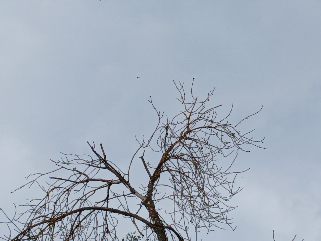 Шапша рассказал, где в Калужской области сбили беспилотник