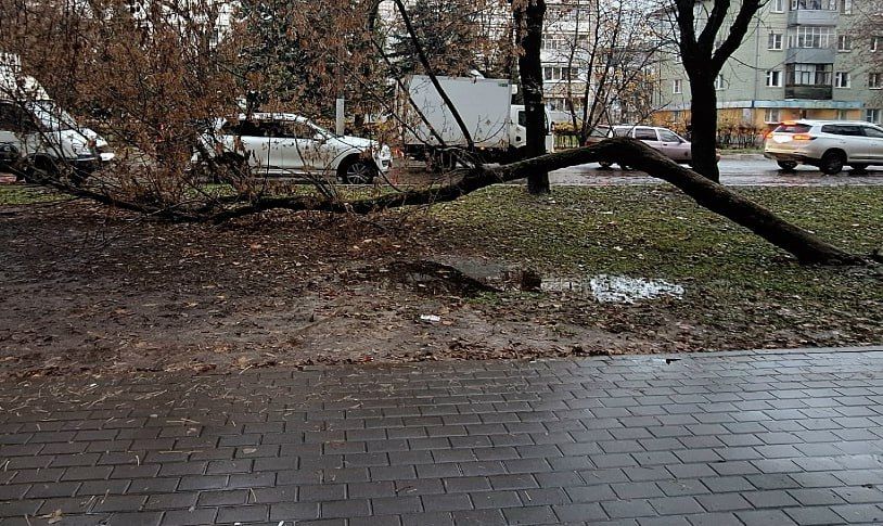 В Калуге на Московской полгода лежит упавшее дерево