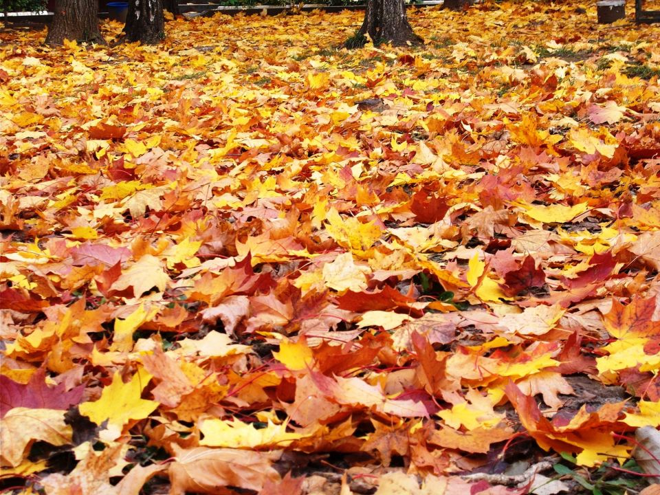 В Калужской области ноябрь начинается с дождей