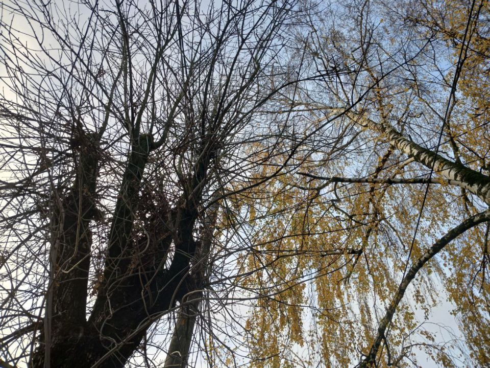 Чего ждать от калужской погоды в ноябре