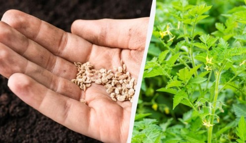 Способы ускорения прорастания семян