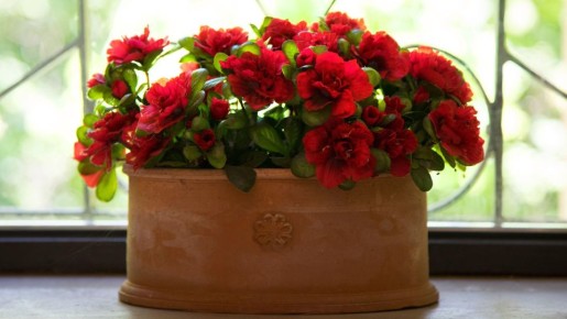 Копеечное средство заставляет растения цвести как бешеные: есть у каждой