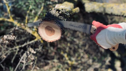 Как избежать уголовного дела за вырубку деревьев на своем участке