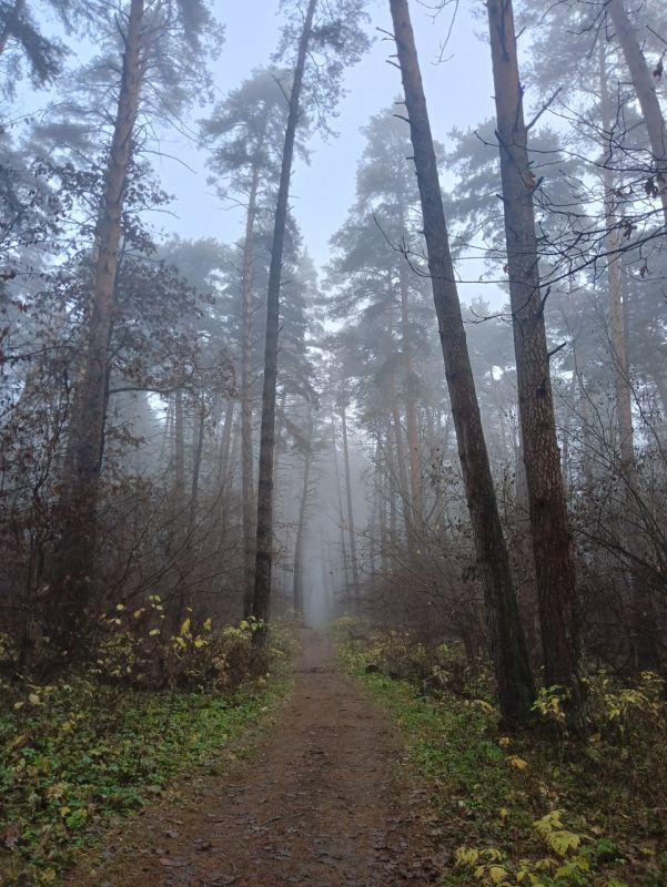 Дмитрий Денисов: Утренние виды нашего калужского бора