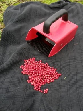 Сбор ягод: как технологии могут изменить подход к экологии