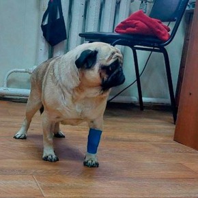Мопса, которого хотели усыпить в частной ветклинике, спасли в Боровске