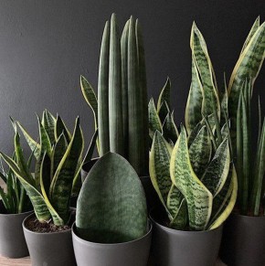 Невероятные сорта сансевиерии