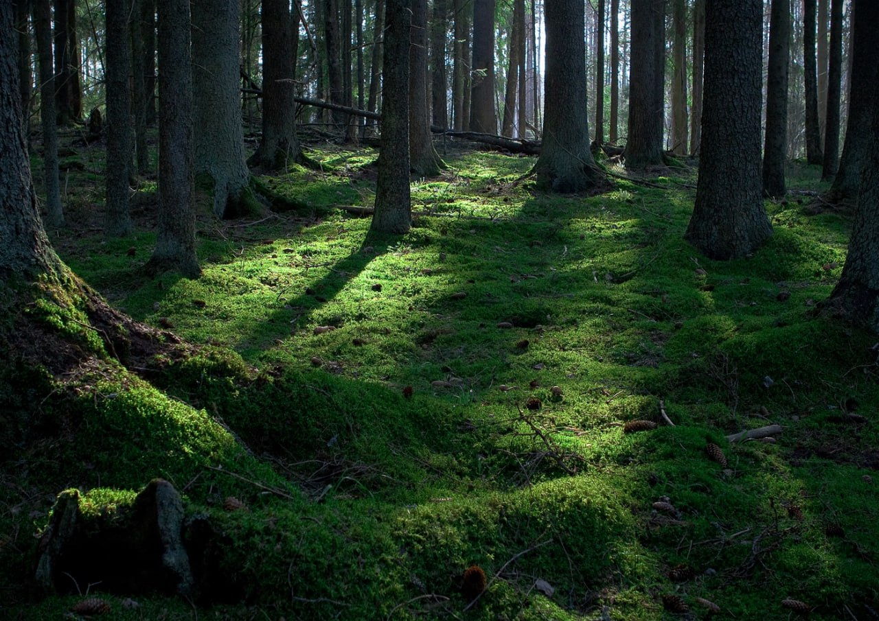 Заповедник «Калужские засеки» отмечает 33-й день рождения Заповедник «Калужские засеки» отмечает 33-й день рождения