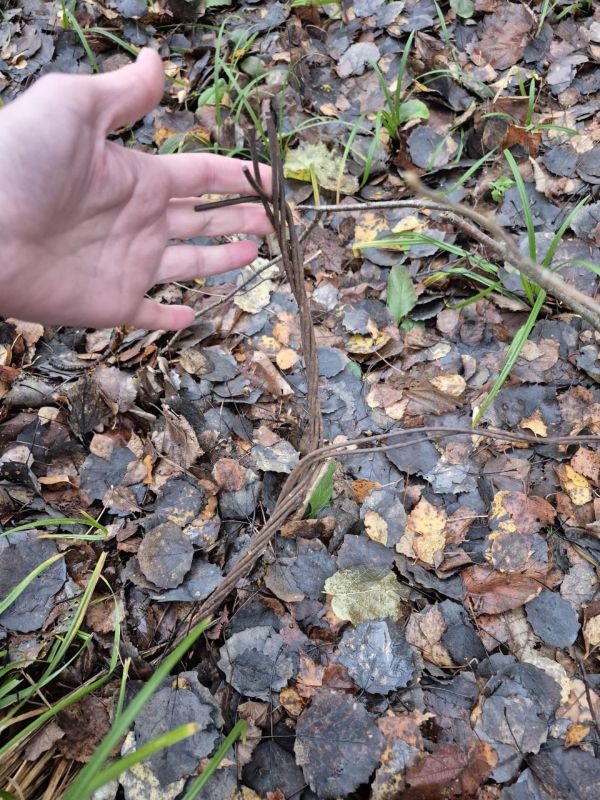 В Калуге срезали опасные куски проволоки